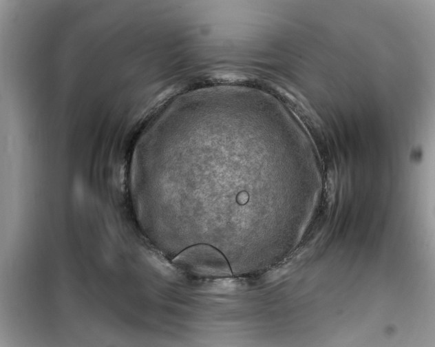 X0000099490330200805291112