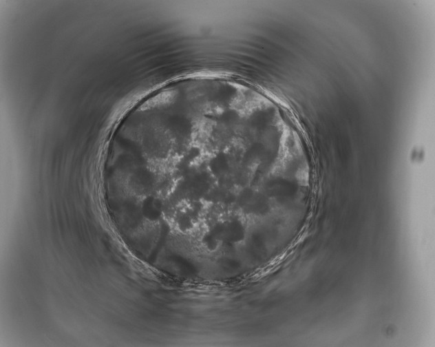 X0000099490337200805291111