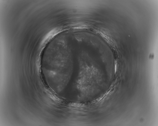 X0000099490339200805291111