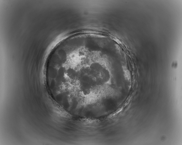 X0000099490343200805291111