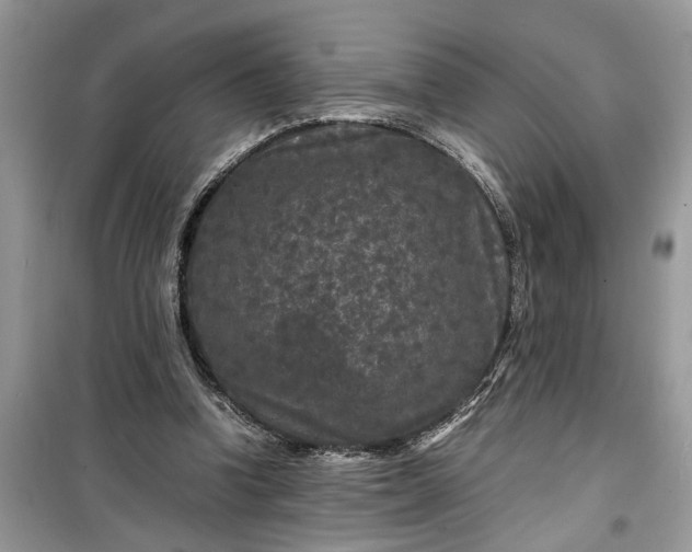 X0000099490346200805291111