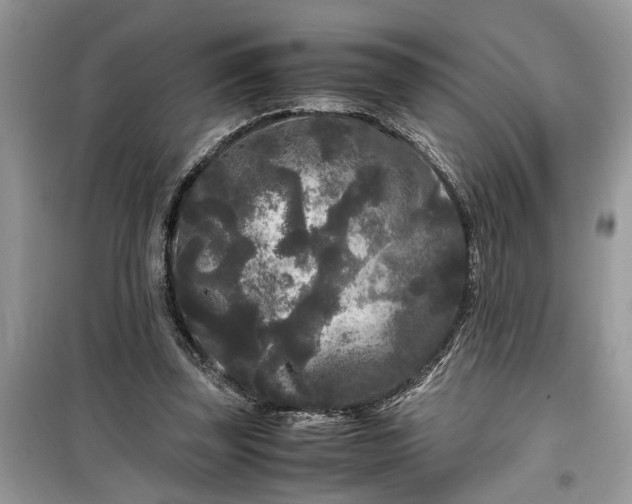 X0000099490347200805291111