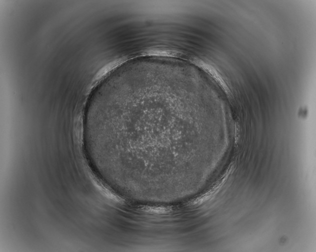 X0000099490349200805291111