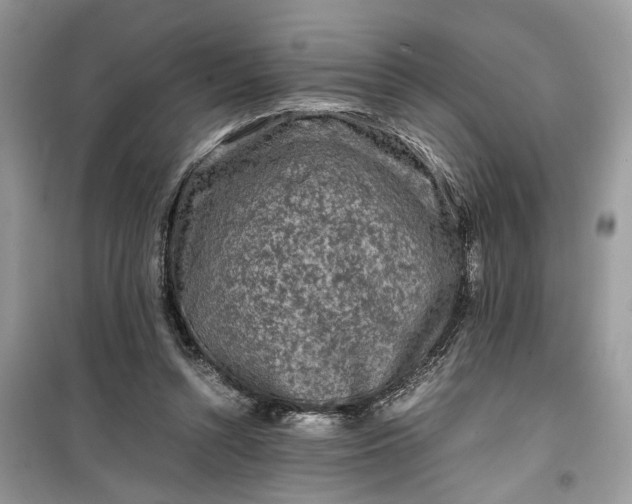 X0000099490352200805291111