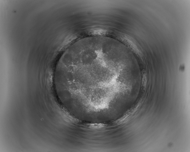 X0000099490363200805291111