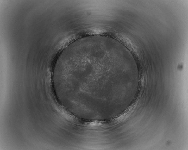 X0000099490366200805291112