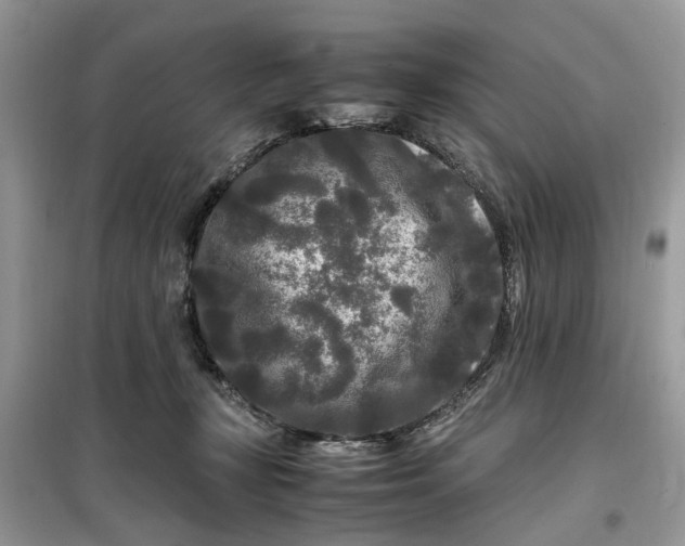 X0000099490367200805291112