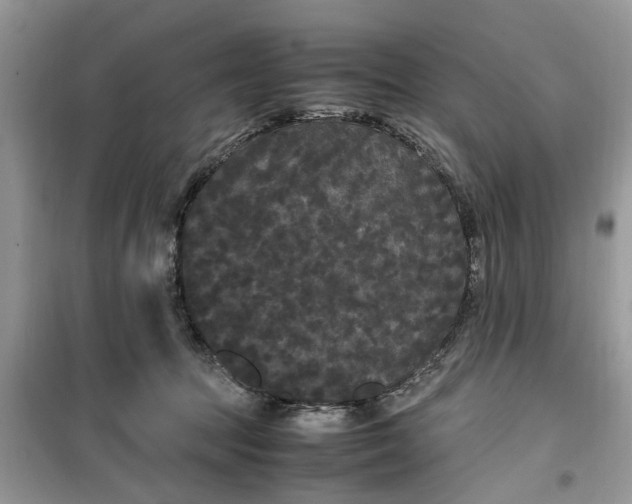 X0000099490369200805291112