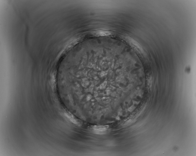 X0000099490373200805291112