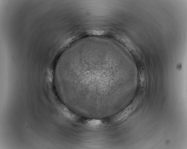 X0000099490374200805291112