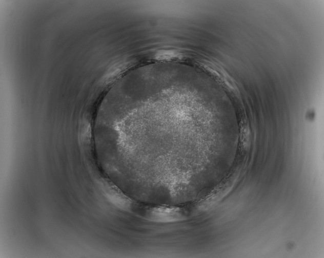 X0000099490375200805291112