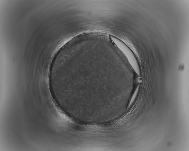 X0000099490389200805291111