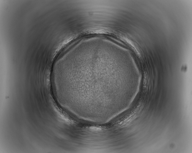 X0000099490394200805291111