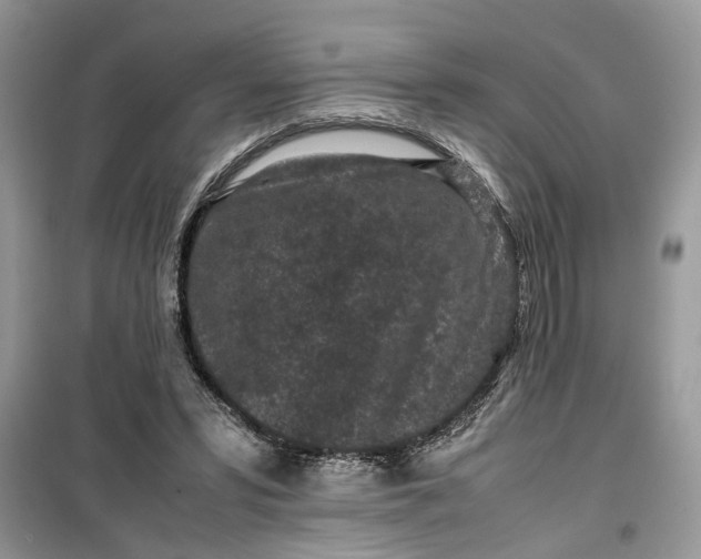 X0000099490399200805291111