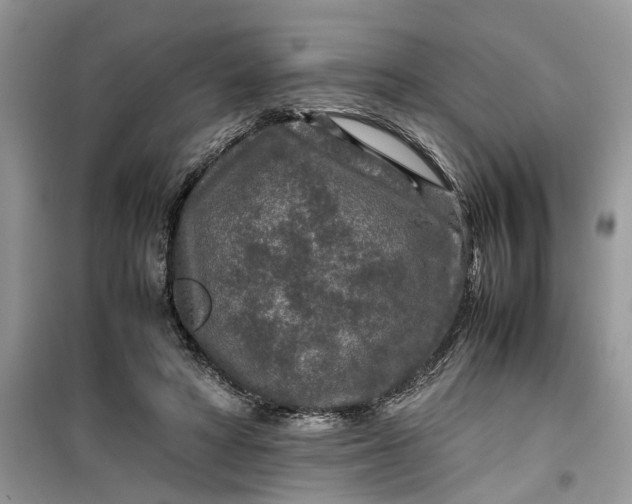 X0000099490402200805291111