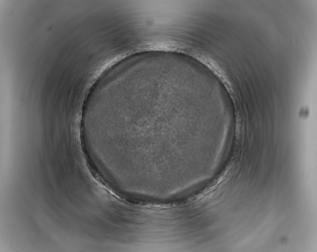 X0000099490434200805291110