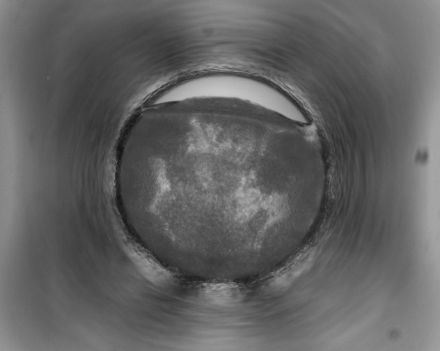 X0000099490446200805291110