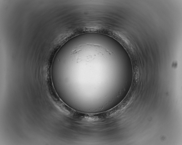 X0000099490455200805291110