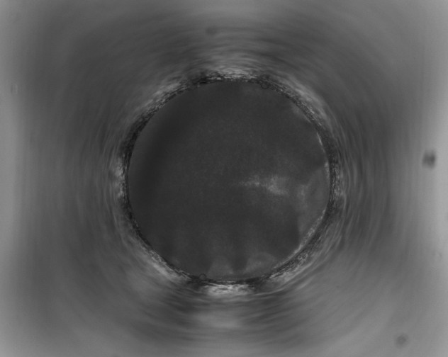 X0000099490465200805291110