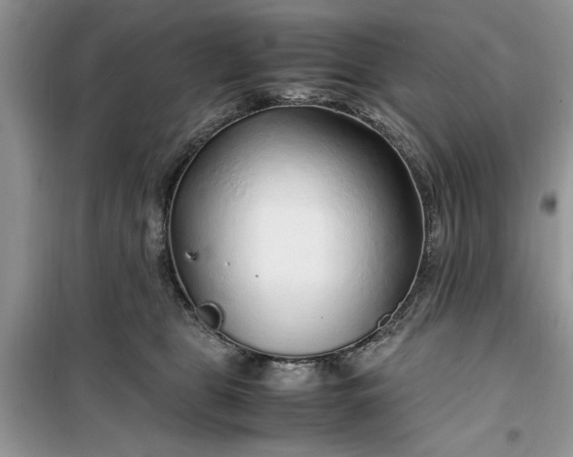 X0000099490469200805291110