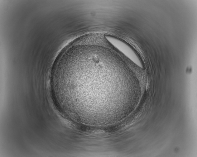 X0000099490483200805291110