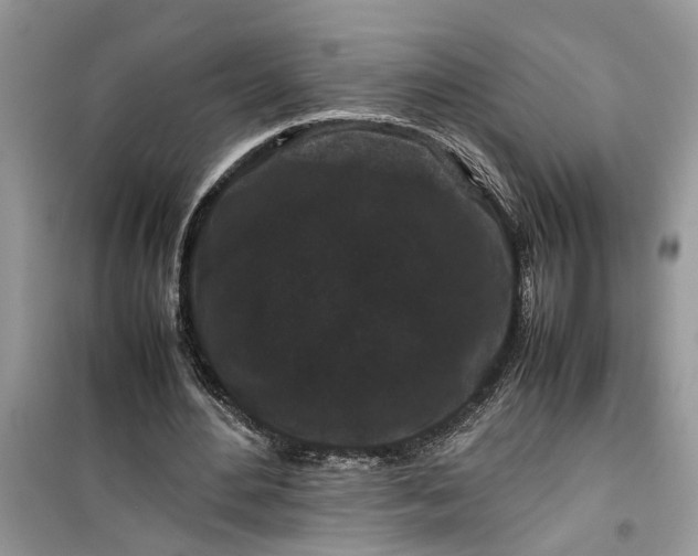 X0000099490484200805291110