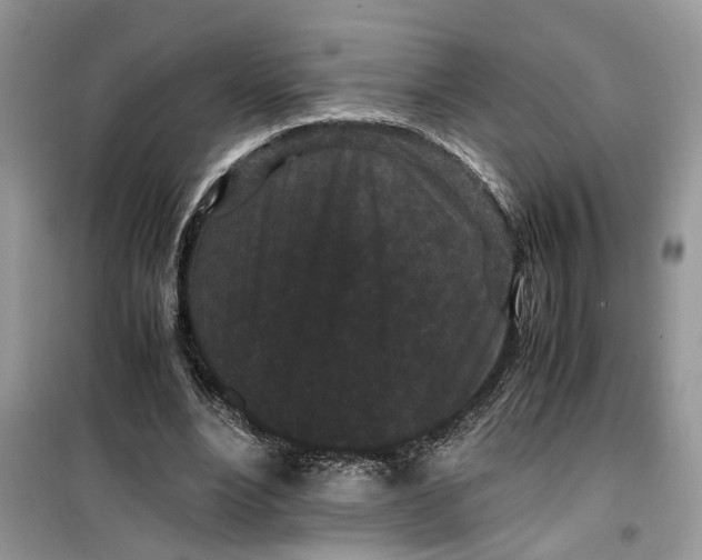 X0000099490488200805291110