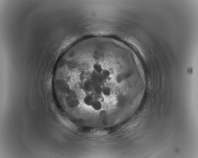 X0000099490491200805291110