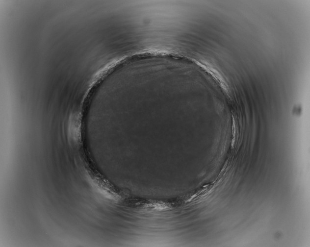 X0000099490492200805291110