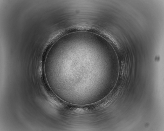 X0000099490494200805291110