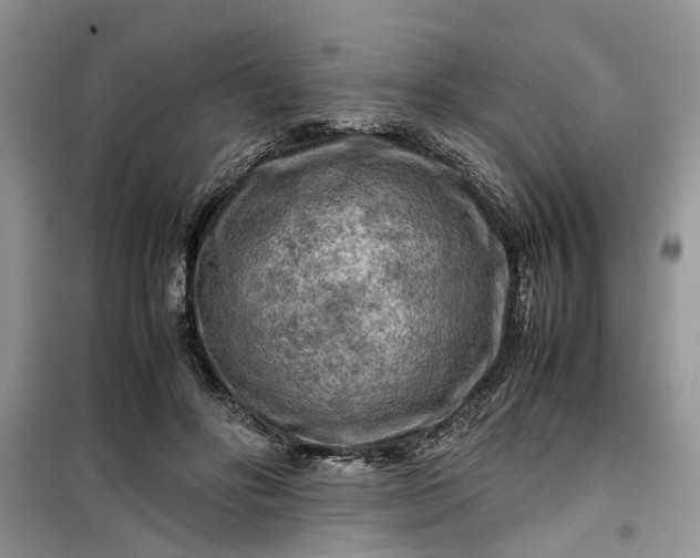 X0000099490502200805291110