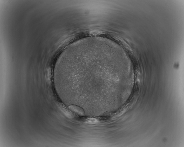 X0000099490519200805291109