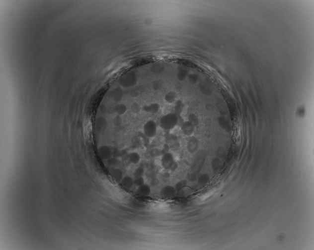 X0000099490523200805291109