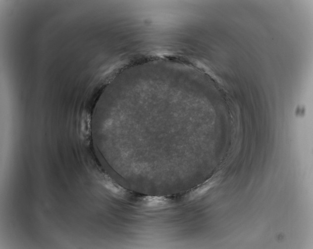 X0000099490528200805291109