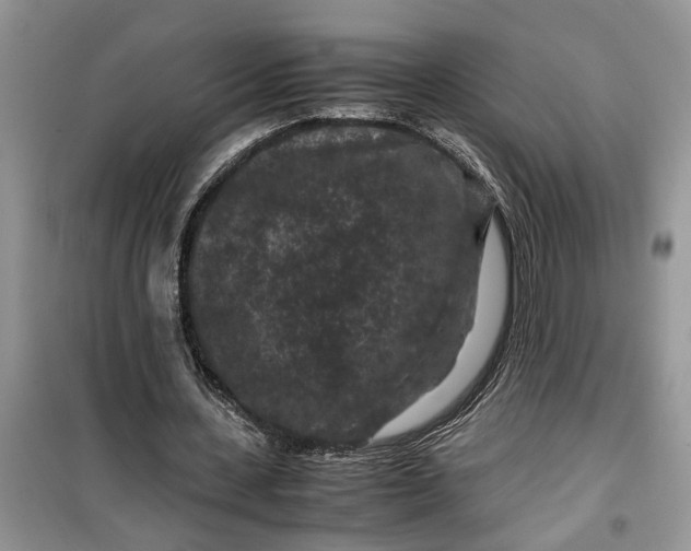 X0000099490531200805291108