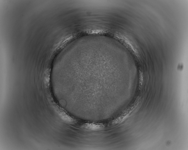 X0000099490545200805291109