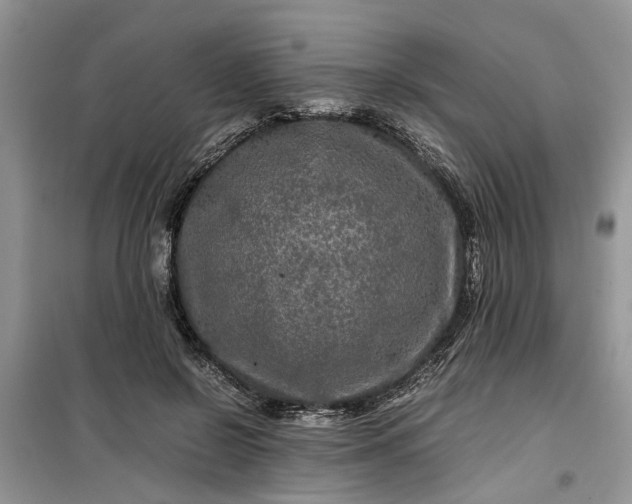 X0000099490550200805291109