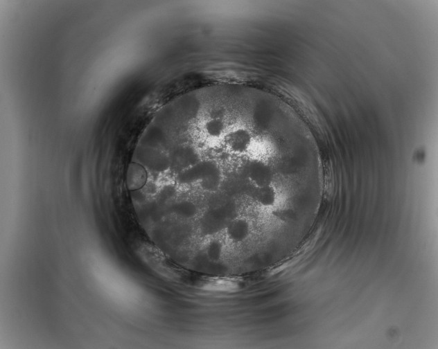 X0000099490573200805291109