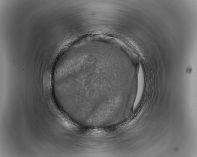 X0000099490589200805291108