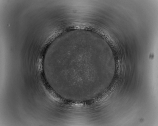 X0000099490598200805291108