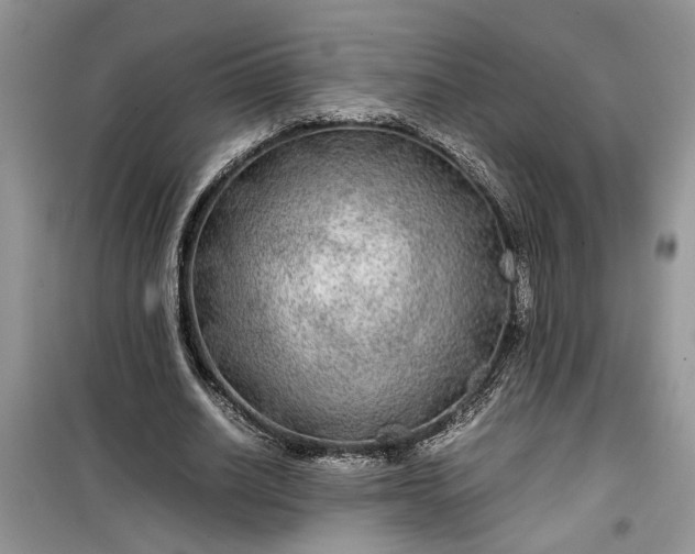 X0000099490630200805291107