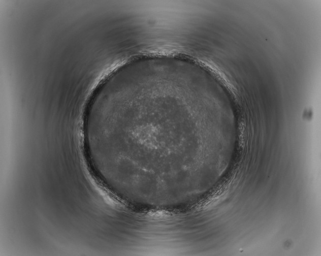 X0000099490634200805291107