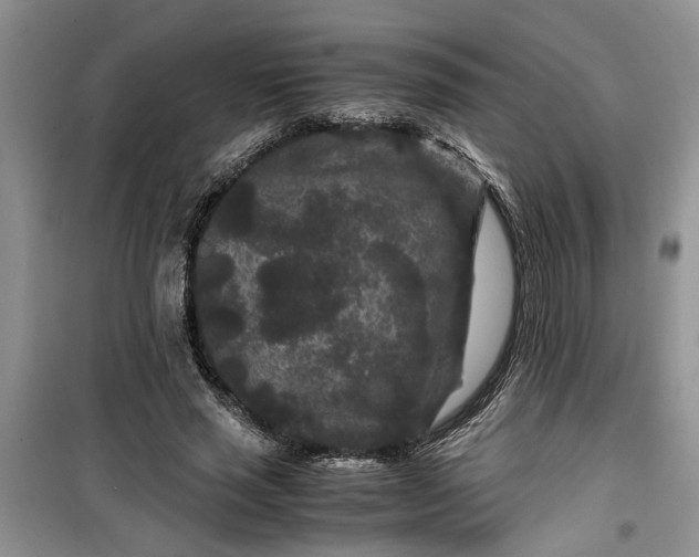 X0000099490637200805291107