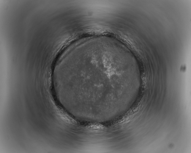 X0000099490642200805291107