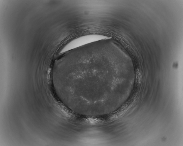 X0000099490650200805291108