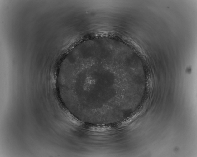 X0000099490661200805291108