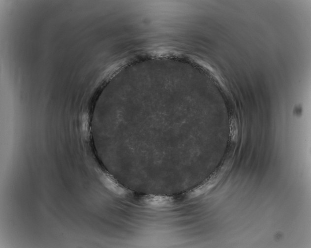 X0000099490670200805291108