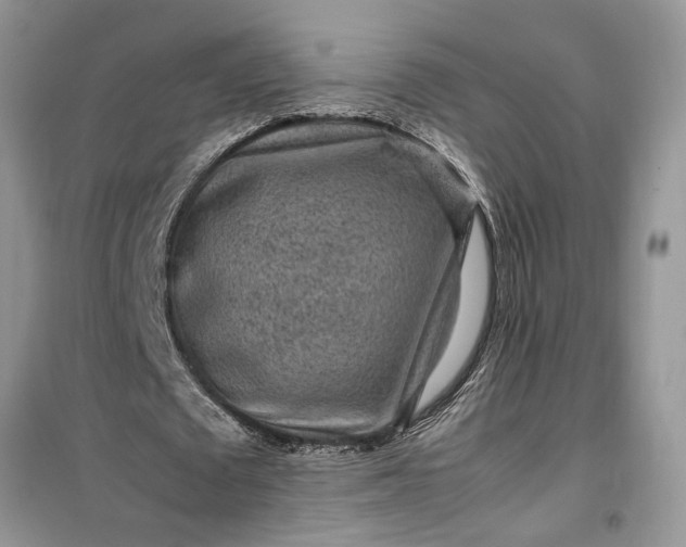 X0000099490673200805291107