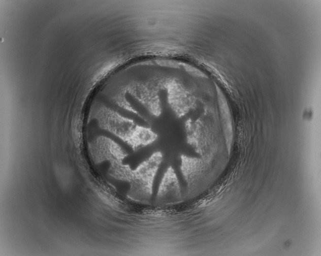 X0000099490679200805291107