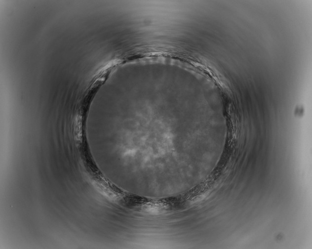 X0000099490696200805291107